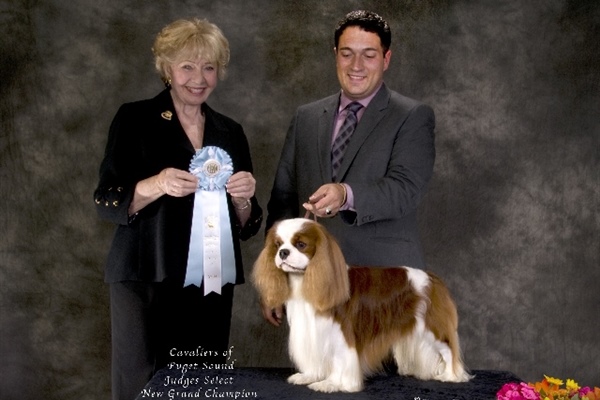 Judges Select Dog New Grand Champion-Kanan-Iggy