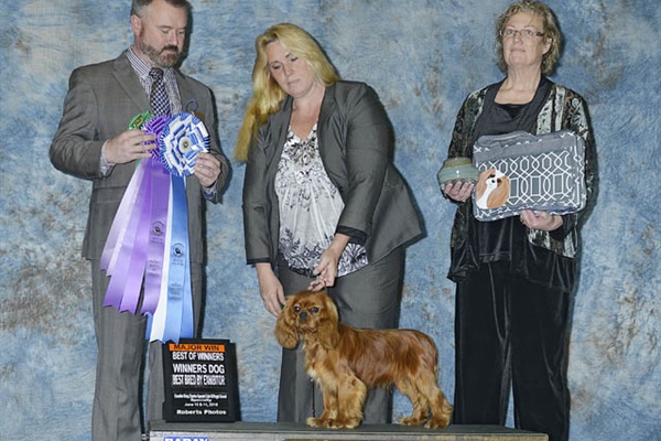 Best of Winners - Winner's Dog - Best Bred by Exhibitor-Dawn Stevens Lindemaier